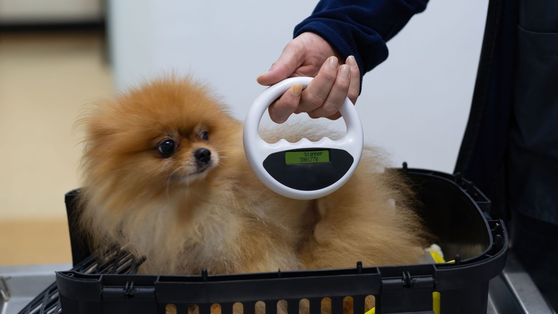 Pet Microchipping In Trappe, PA | Animal Medical Center