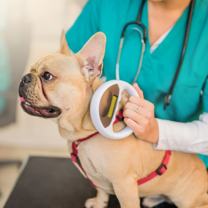 A veterinarian scanning a microchip