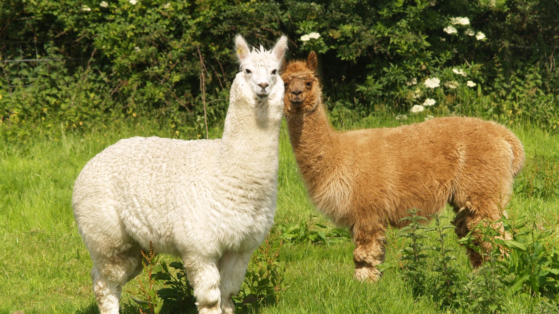 Small Ruminant Farm Animal Care Trappe PA | Animal Medical Center