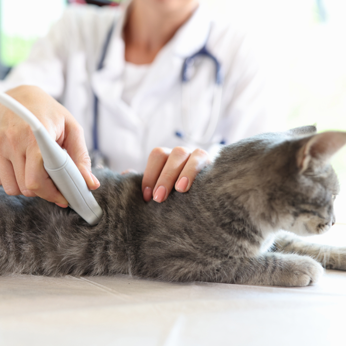 <br />
Ultrasound Services Full